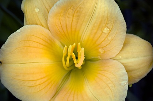 Day Lily at Dawn