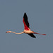 Ibiza - Flamenco - Flamingo