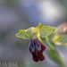 Ibiza - Ophrys fusca
