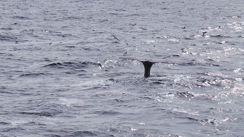 2013-0721 807 Andenes tweede duik walvis 37