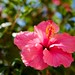 Ibiza - Pink Hibiscus