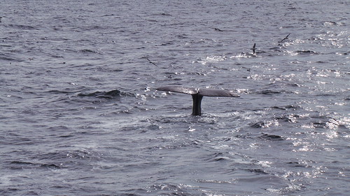 2013-0721 806 Andenes tweede duik walvis 37