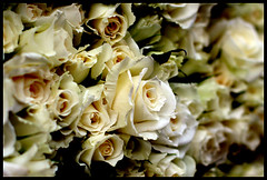 031806 - White roses2