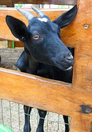 blog_goat
