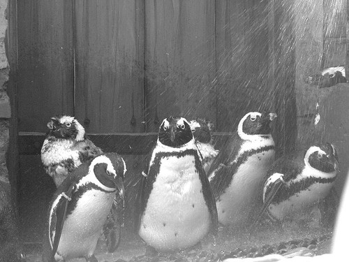 showers of the penguins