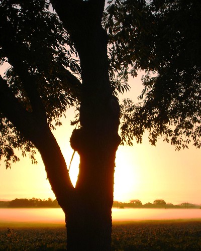 Tree in Sunrise