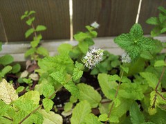 Mint plant - now flowering