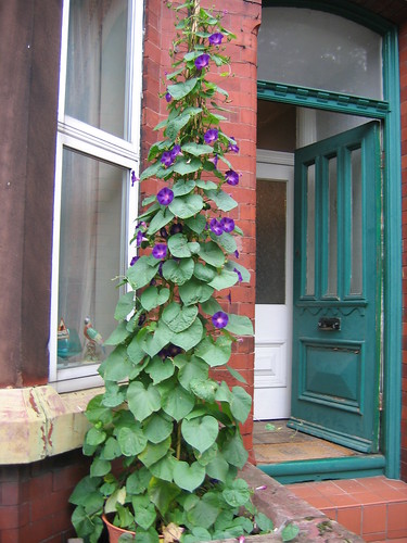 Morning Glories by our front door