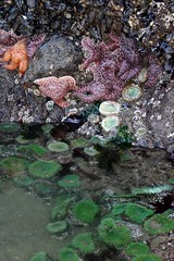 Wild Sea Stars on Haystack Rock, Cannon Beach, Oregon