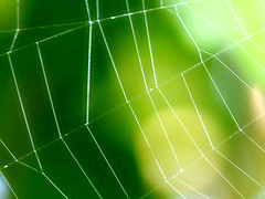 tangled web