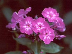 phlox-purple-flower