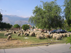 Sheep and landscape