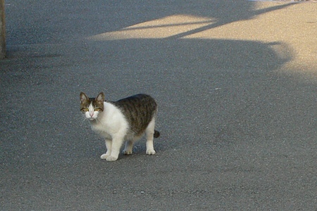 道端の猫