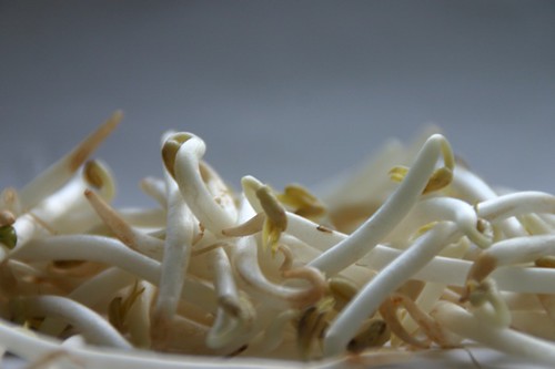 Bean-Sprouts ...