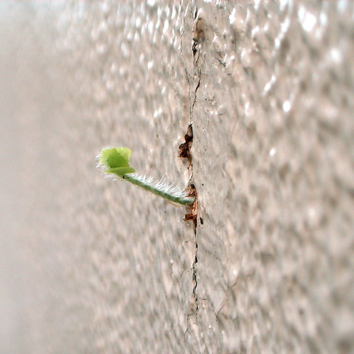 wall sprout 1