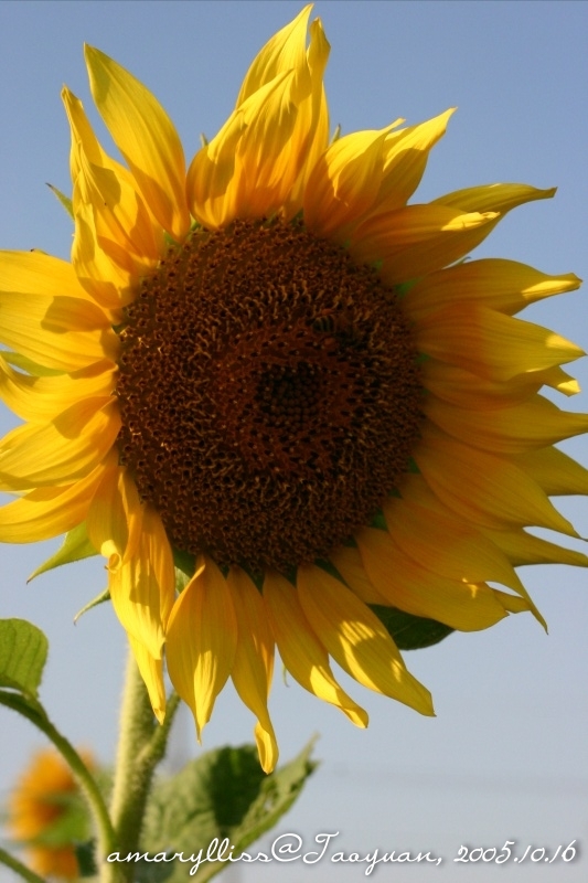 sunflower04