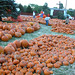 sea-of-pumpkins