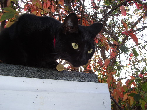 Black cat on shed roof