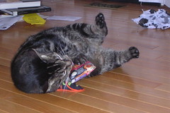 Duncan takes a turn teaching the catnip pillow a lesson