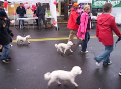 Brookland Dog Walkers, Parade
