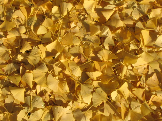 Ginkgo Leaves on the Ground
