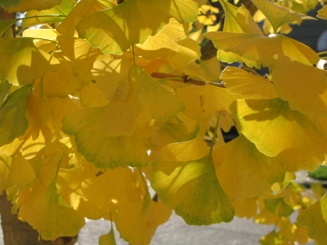 Ginkgo Leaves (Yellow)