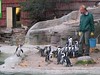 194_9434 Pinguin-Fütterung