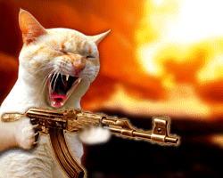 kitty gun