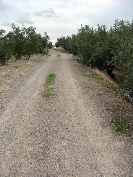 camino entre olivar