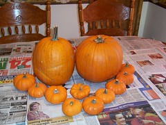 Halloween Pumpkins Pre-Design!