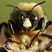 BIG Bee