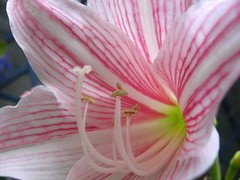 Pretty Pink Flower 6