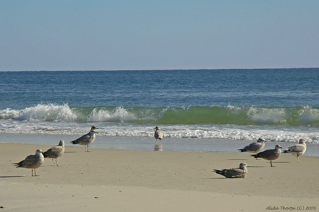 Gulls at the beach