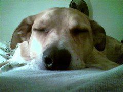 sleeping doghead