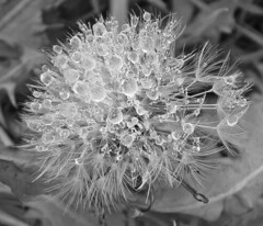 frozen dandelion black and white