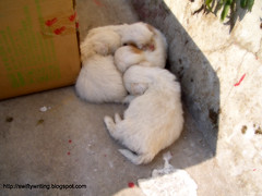 A litter of puppies. Wuyishan, China.
