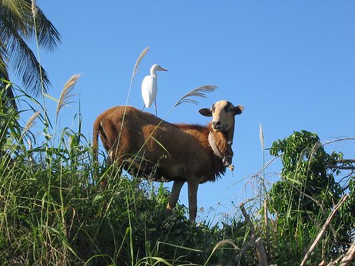 goat and bird