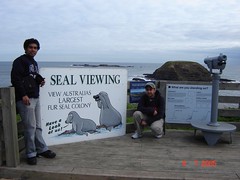 Tempat Seal Viewing Kat The Nobbies, Philip Island, Australia