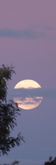 Moon at dusk.
