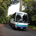 Magnificent Kauri - Bus 124