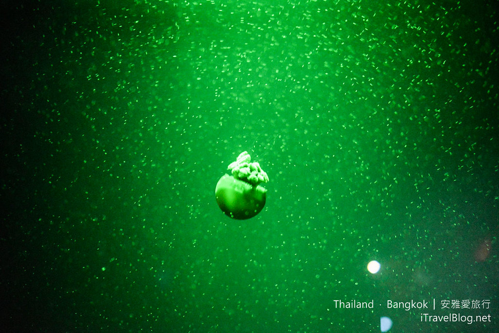 Siam Ocean World Bangkok 55