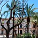 Ibiza - Trees, Placa des Parc, Ibiza town