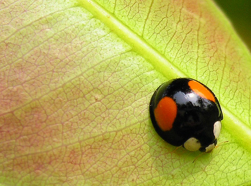 Its beautiful though and if I could have a tattoo, I'd have one of a ladybug 