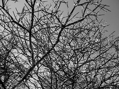 tangled web of branches