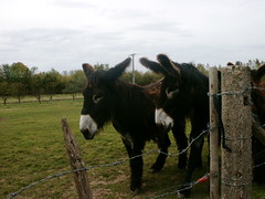 The Giant Donkeys Of Poitou