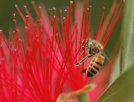 Bee on a Bottlebrush