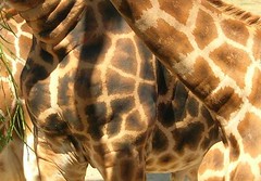 giraffe4