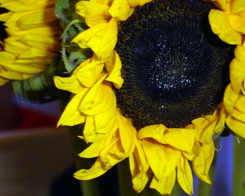 sunflower-colour