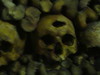 Skull in Paris Crypts