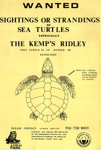 Kemp's Ridley Turtle poster